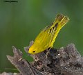 _B234908 yellow warbler